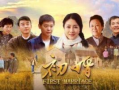 初婚电视剧在线观看,爱情与现实的交织